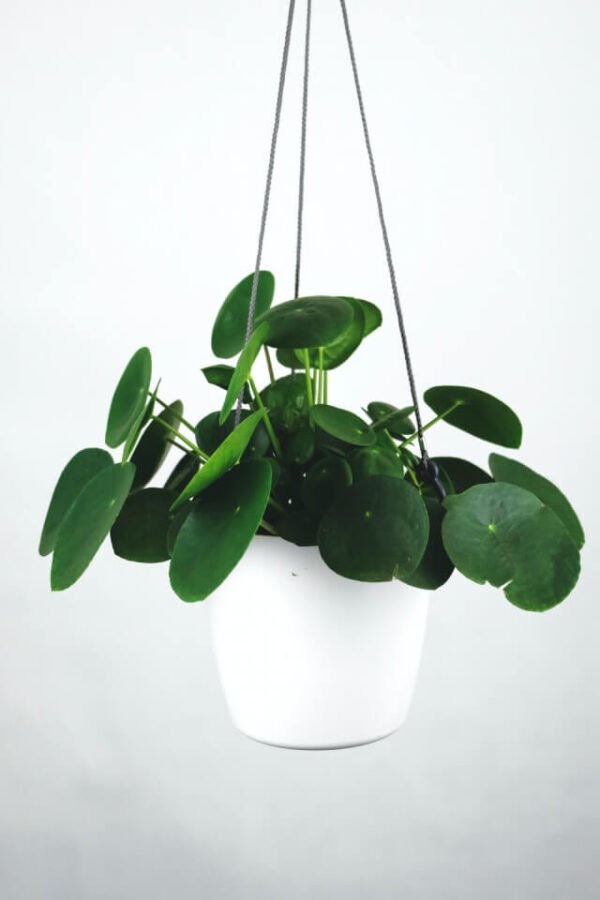 Pilea Peperomioides – Image 2