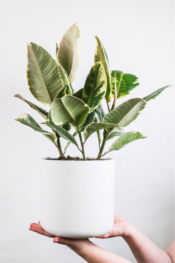 Calathea Beauty Star – Image 2